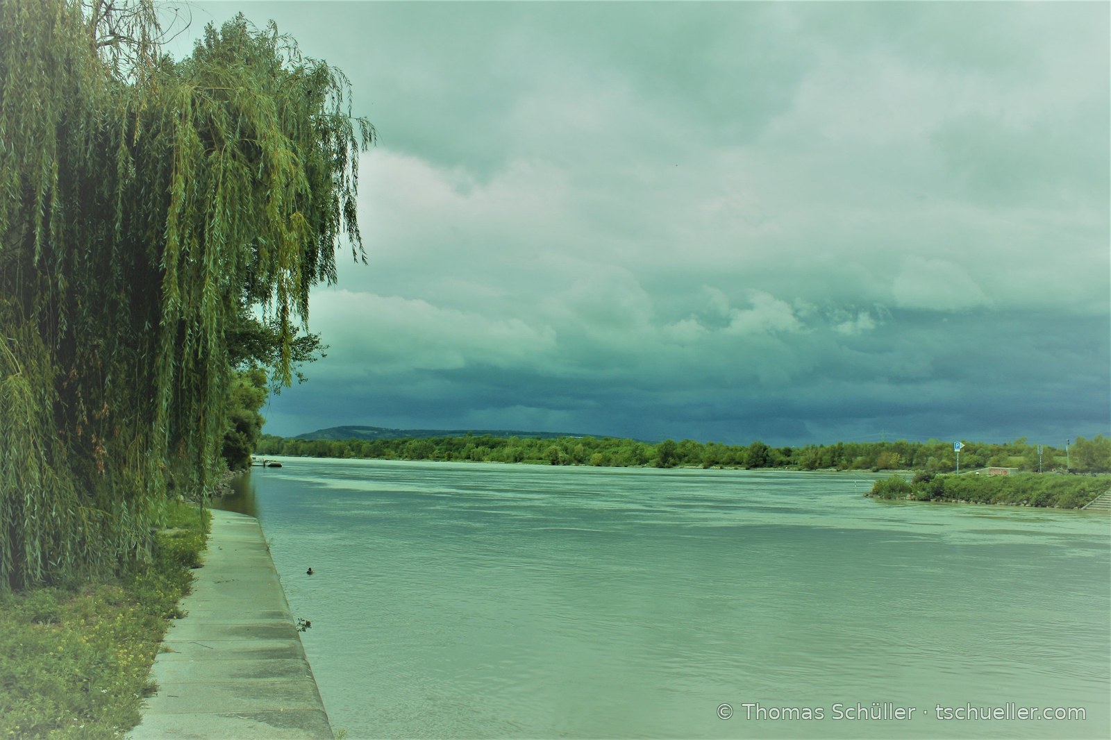 Donauufer mit Trauerweide, darüber eine dunkle Gewitterfront