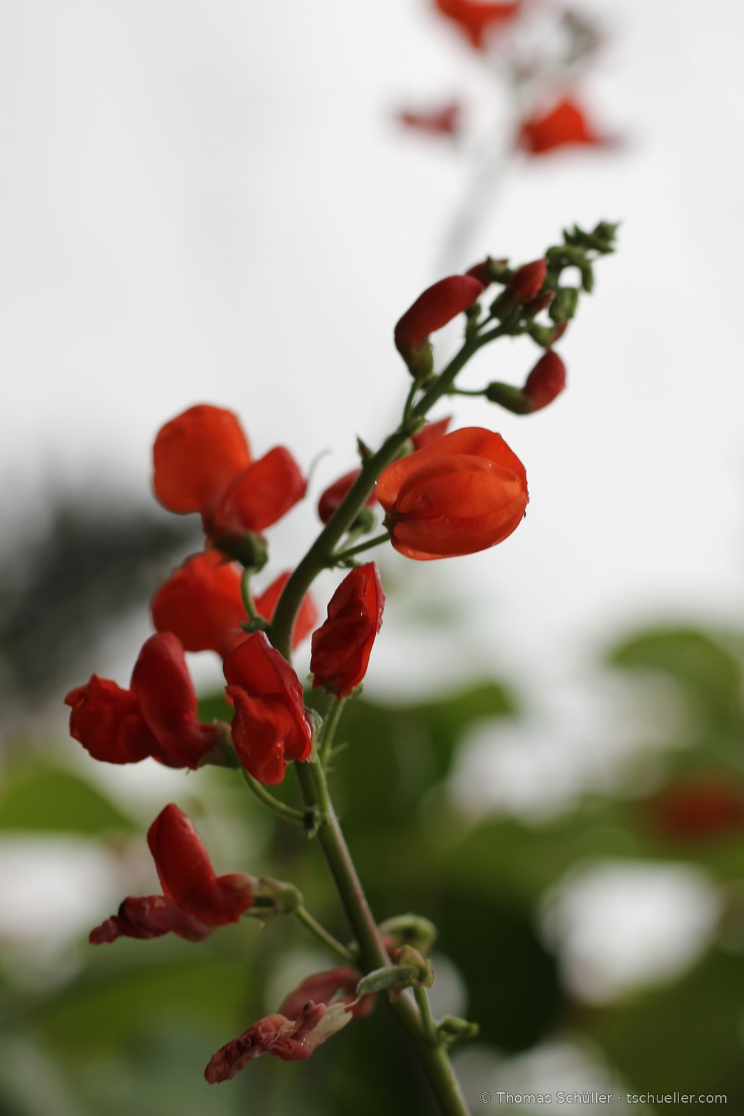 Rote Blüten der Feuerbohne