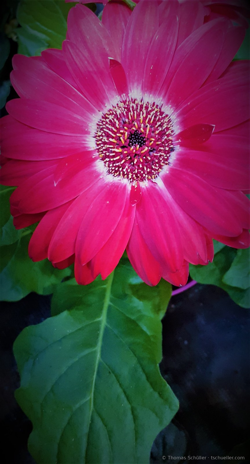 Rote Gerbera, Blütenkorb von oben