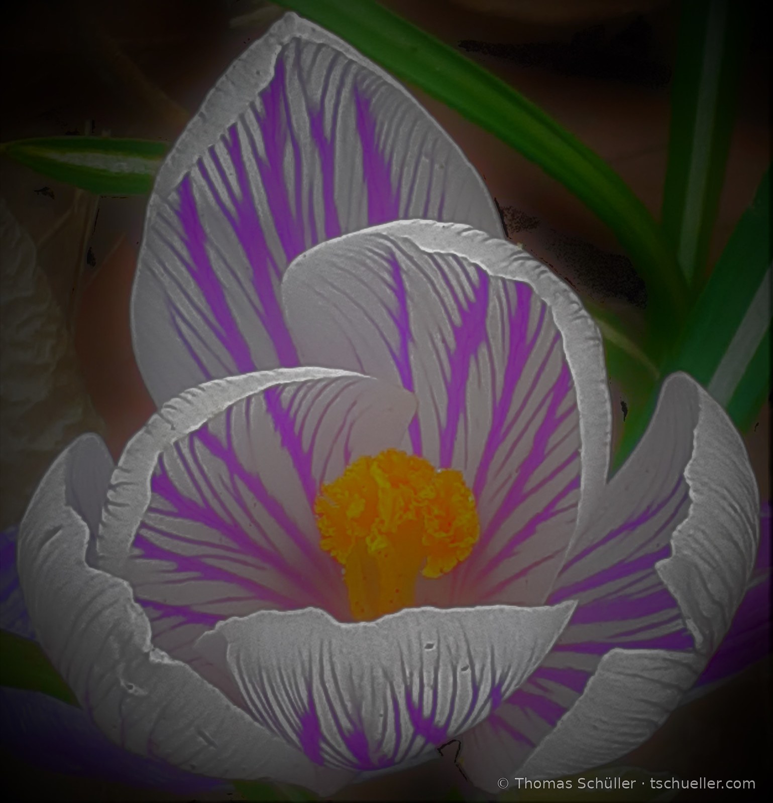 Weiß-violett gestreifter Krokus von oben