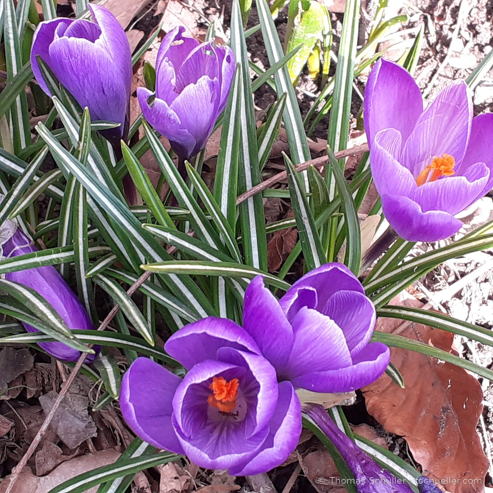 Violette Krokusse zwischen Laub
