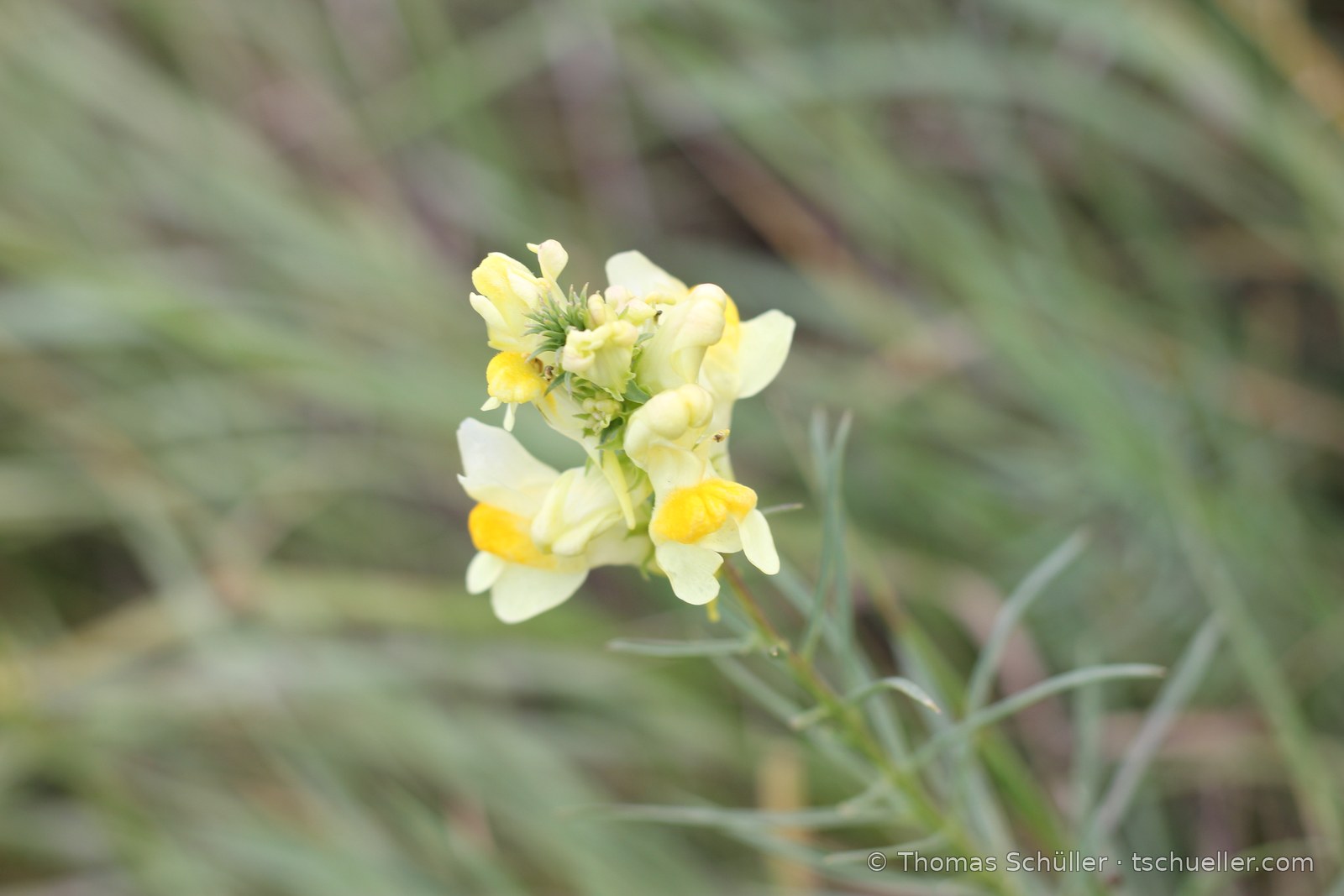 Hellgelbe Blüten des Leinkrauts