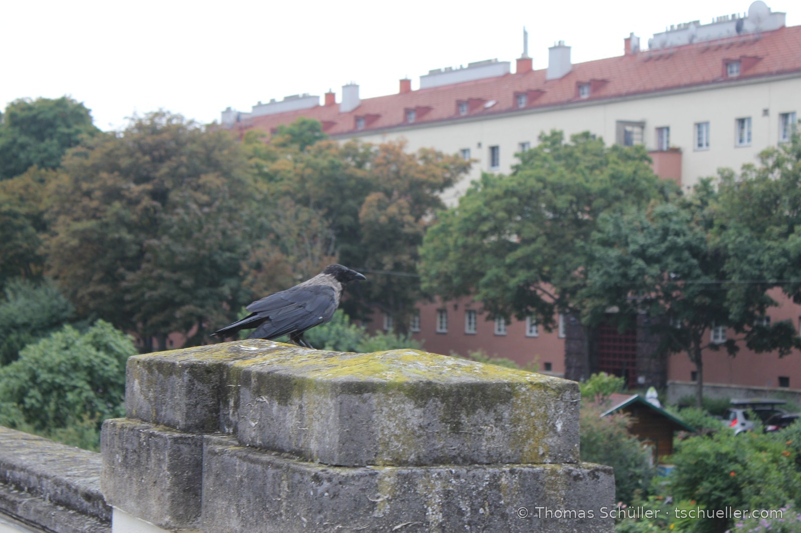 Nebelkrähe auf einer bemoosten Mauerkrone vor einem Wohnbau