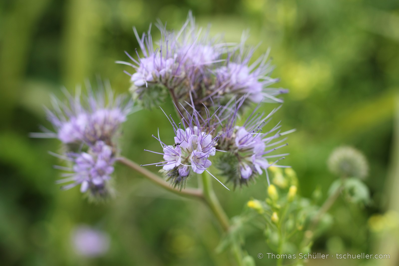 Blau-violette Blütenwickel der Phacelia
