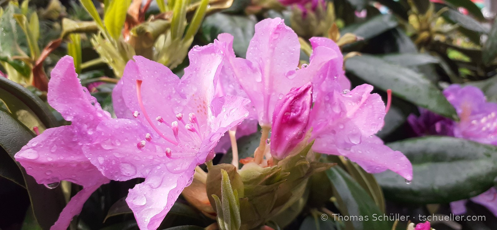 Rosa Rhododendronblüten in Dolden